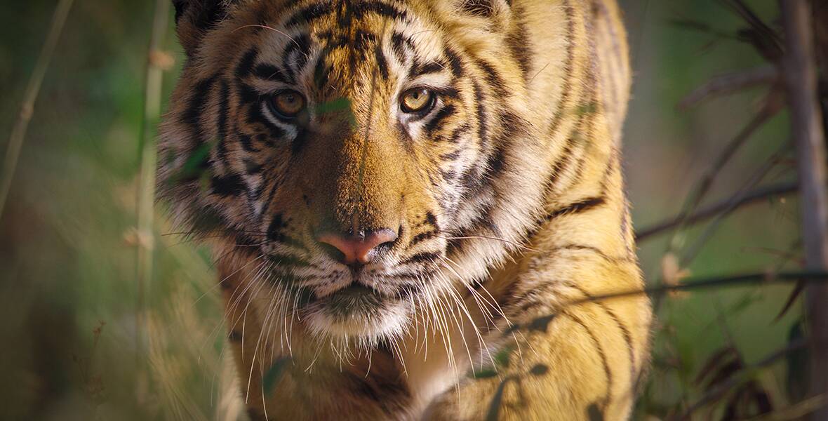 Close-up of a tiger’s face as it walks through a field in a scene from Tiger