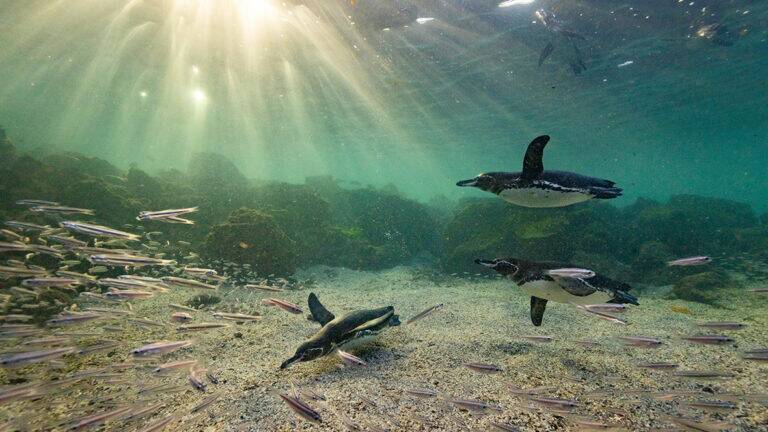 Secrets of the Penguins: Nat Geo Uncovers Amazing New Behaviors